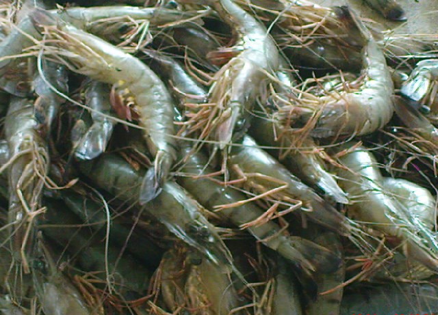 Krishikhamar - 1756294621.jpg