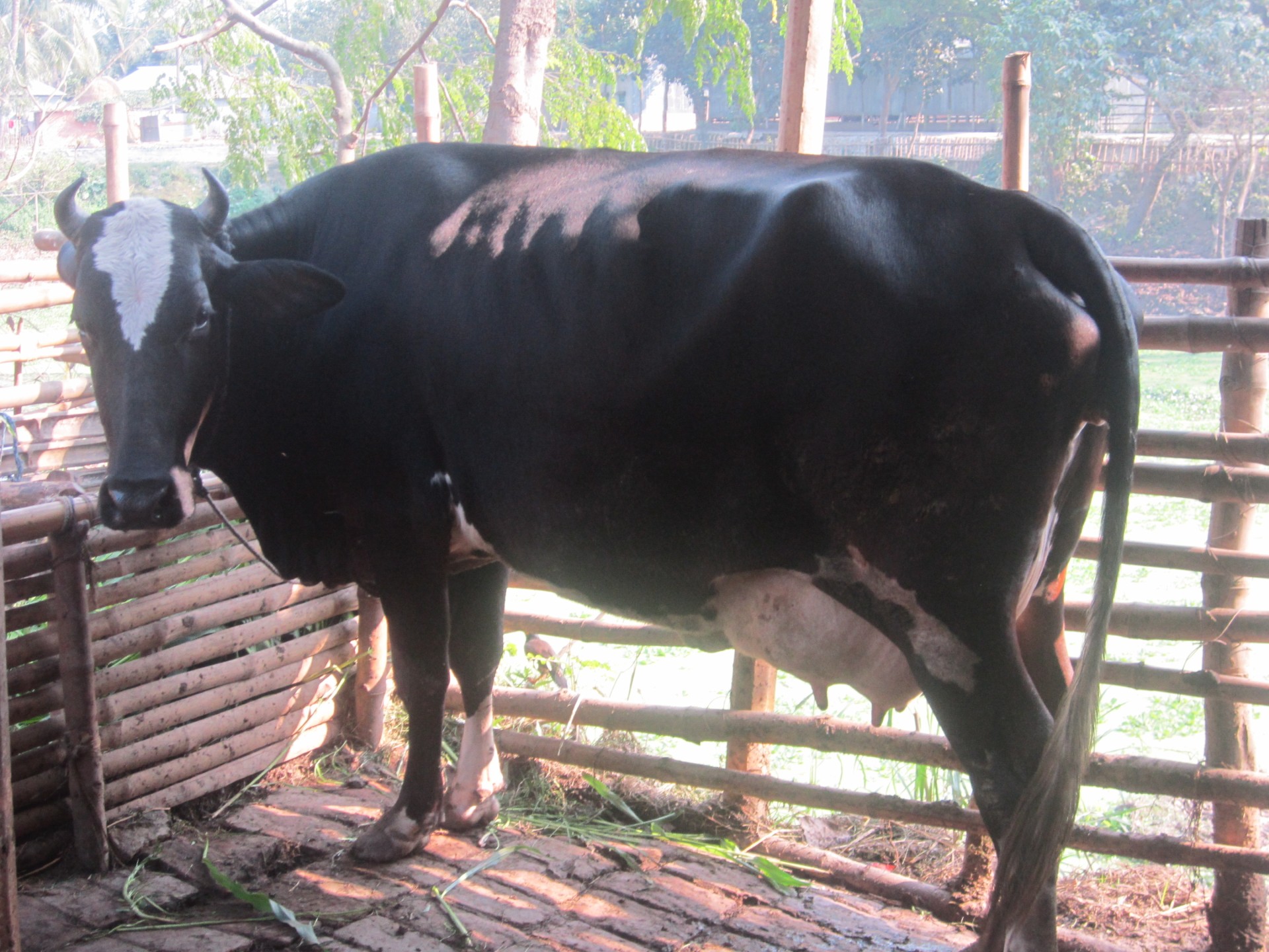 Krishikhamar - 1756966643.jpg